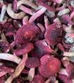 红菇的功效与作用价值高吗?红菇炖鸡汤怎么做?